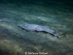 Blackchin Guitarfish - Glaucostegus cemiculus (formerly R... by Stefanos Michael 